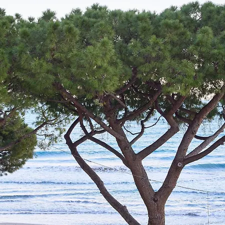 Acquamarina アラッシオ